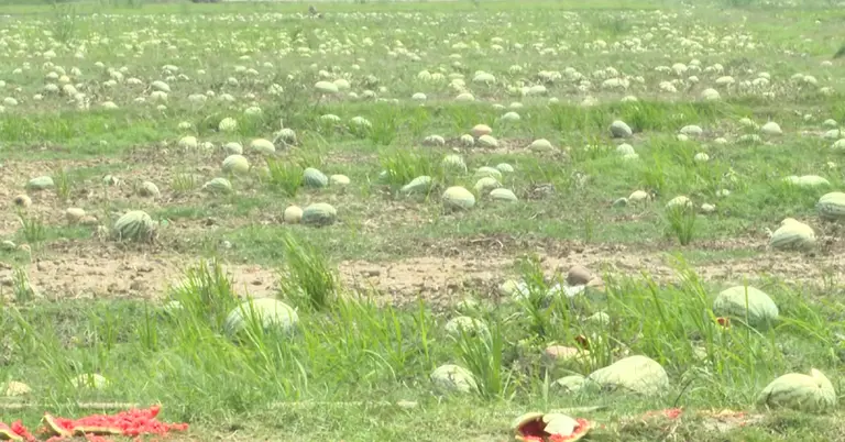 খেতে নষ্ট হচ্ছে তরমুজ